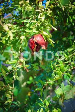 Sukkoth Ripe Pomegranate tree in Jerusalem, Israel Stock Photos
