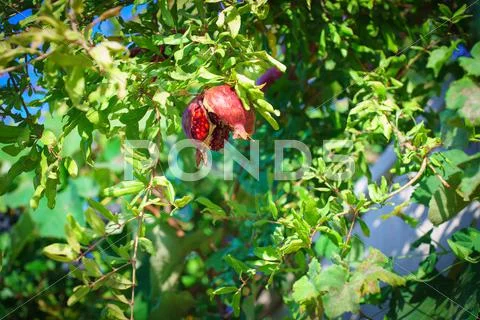 Sukkoth Ripe Pomegranate tree in Jerusalem, Israel Stock Photos