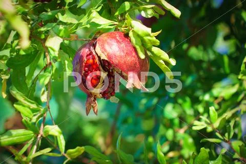 Sukkoth Ripe Pomegranate tree in Jerusalem, Israel Stock Photos