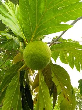 Sukun fruit, Breadfruit or Artocarpus altilis Foto stock
