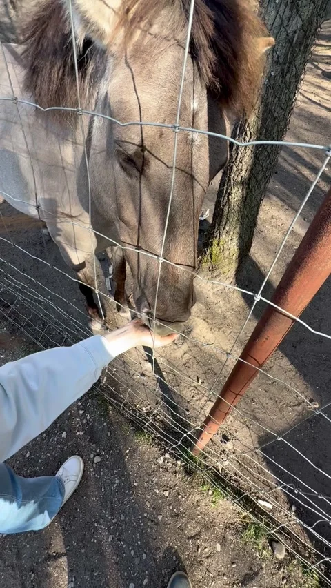 Sula, Belarus - May 10, 2026: Close view of horse behind fence being fed by pers Stock Footage 337782059