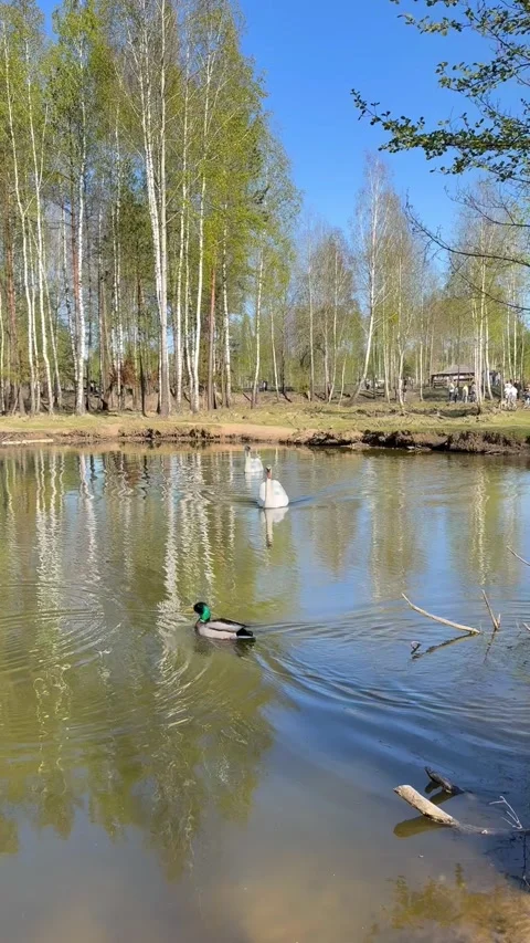 Sula, Belarus - May 10, 2026: Swan and ducks swimming on a pond surrounded by bi 库存影片 339012615