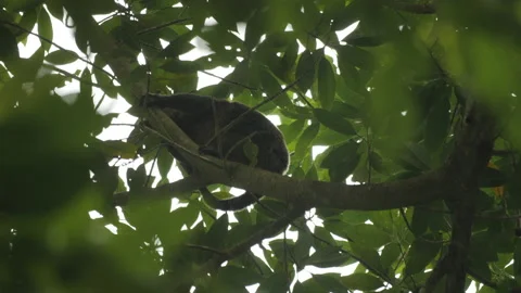 Sulawesi Bear Cuscus Resting in Tree Stock Footage 195261797