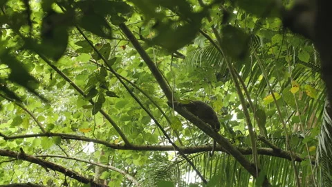 Sulawesi Bear Cuscus Walking Along Branch Vídeos de archivo 195256021