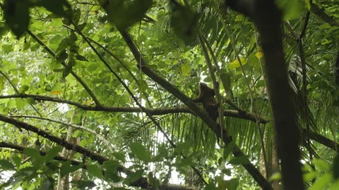 Sulawesi Bear Cuscus Watching from Tree Stock Footage 195270197