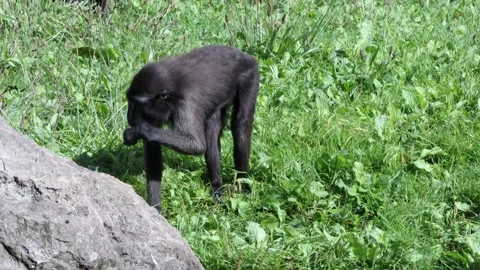 Sulawesi crested macaque Stock Footage 210235017