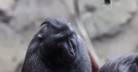 Sulawesi crested macaque Stock Footage 279003852