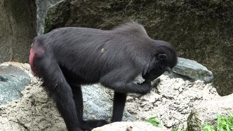 Sulawesi crested macaque (Macaca nigra) feeding on ground Stock Footage 87232511