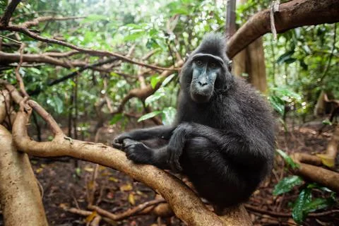 Sulawesi crested macaque sitting on a tree branch I its natural habitat - Stock Photos