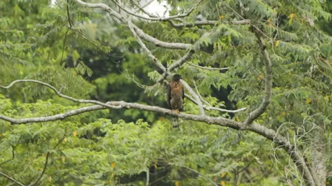 Sulawesi Hawk Eagle Perched On Branch Stock Footage 195214695