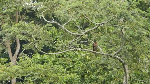 Sulawesi Hawk Eagle Perched On Tree Branch Stock Footage 195215935