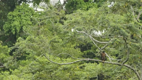 Sulawesi Hawk Eagle Sitting In Tree Stock Footage 195213857