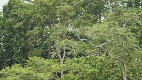Sulawesi Hawk Eagle In Tree Stock Footage 195215132
