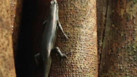 Sulawesi Lizard Climbing on Tree Stock Footage 195262229