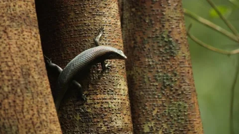 Sulawesi Lizard Perched on Tree Stock Footage 195263344