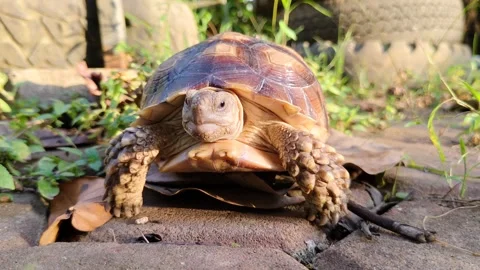 A Sulcata tortoise that appears to be preparing and walking on a brick path Stock Footage 302373065