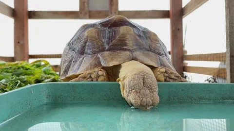 A sulcata tortoise (Centrochelys sulcata) drinking water in a small pond 库存影片 345968536