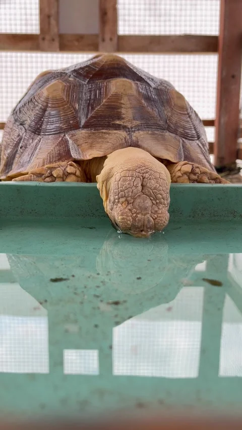 A sulcata tortoise (Centrochelys sulcata) drinking water in a small pond Vídeos de archivo 345968538