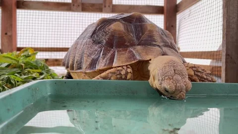 A sulcata tortoise (Centrochelys sulcata) drinking water in a small pond Vídeos de archivo 345968542