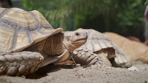 Sulcata tortoise. close up portrait of turtle.  Stock Footage 166349044