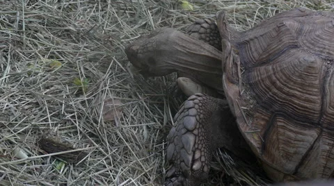 Sulcata tortoise eating Stock Footage 62224730