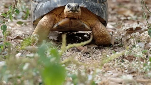 Sulcata tortoise Stock Footage 126226290