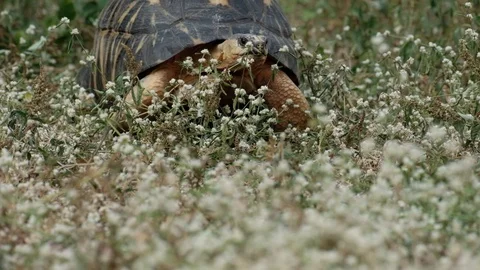 Sulcata tortoise Stock Footage 126226314