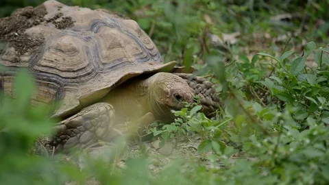 Sulcata tortoise Stock Footage 126227311