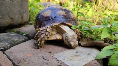 A sulcata tortoise found plastic waste on the floor and tried to eat it. Stock Footage 302374835