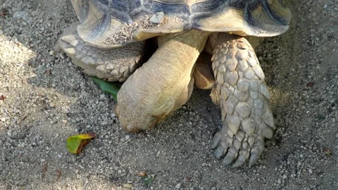 Sulcata tortoise on the ground with soft shadow from leaves Stock Footage 248058071