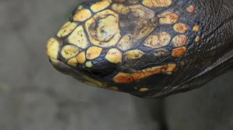 Sulcata tortoise head close up Stock Footage 62812608
