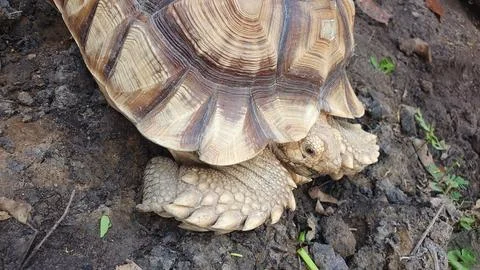 Sulcata Tortoise Head Close Up Stock Photos