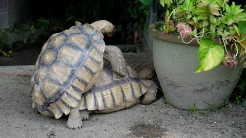Sulcata tortoise mating next to a potted plant Video stock 330761918