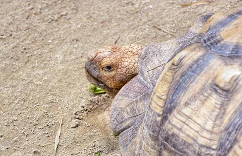 Sulcata tortoise Stockfoto's