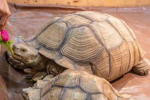 Sulcata tortoise Stock Photos