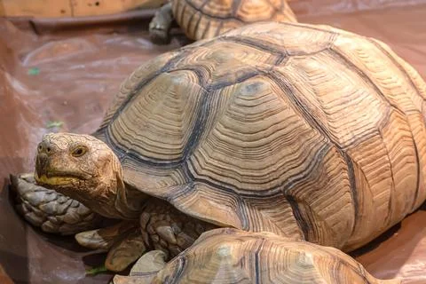 Sulcata tortoise Stock Photos