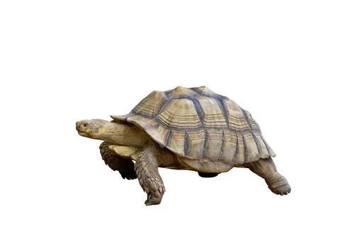 Sulcata tortoise Stock Photos