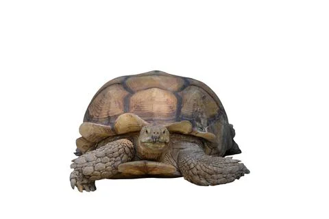 Sulcata tortoise Stock Photos