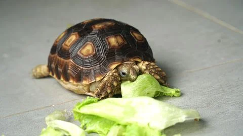 Sulcata tortoise Stock Photos
