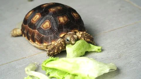 Sulcata tortoise Stock Photos