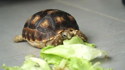 Sulcata tortoise Stock Photos