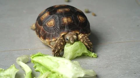 Sulcata tortoise Stock Photos