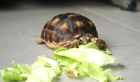 Sulcata tortoise Stock Photos