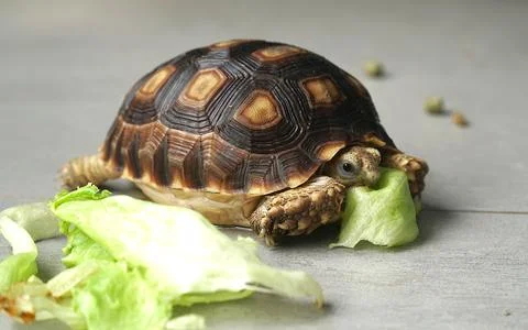 Sulcata tortoise Stock Photos