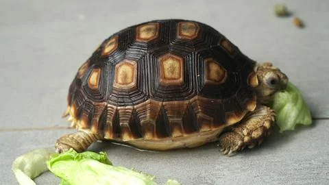 Sulcata tortoise Stock Photos