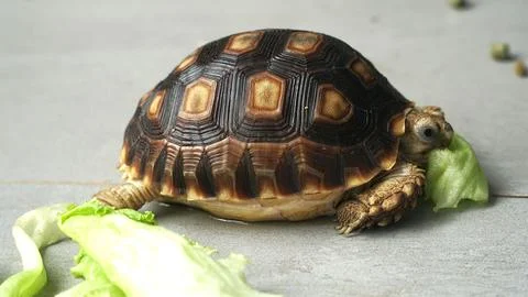 Sulcata tortoise Stock Photos