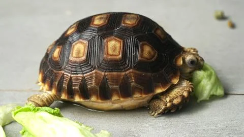 Sulcata tortoise Stock Photos