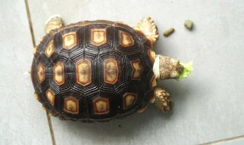 Sulcata tortoise Stock Photos