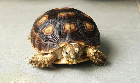 Sulcata tortoise Stock Photos