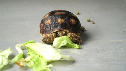 Sulcata tortoise Stock Photos